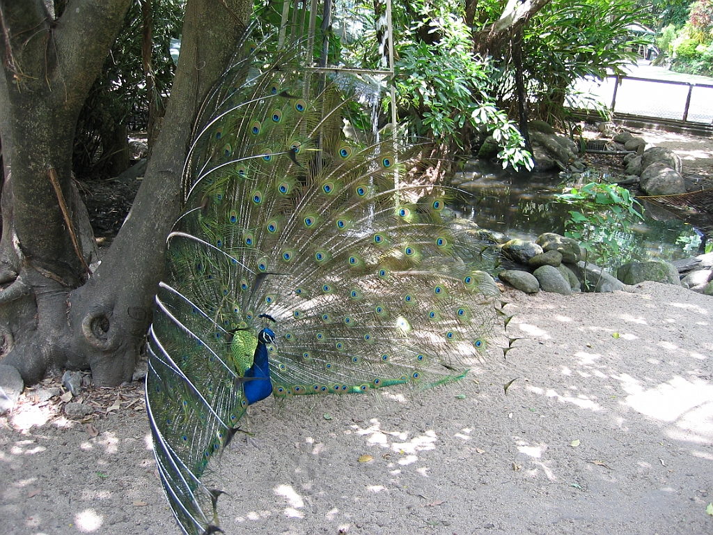 139 Cairns Tropical Zoo.jpg